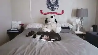 Service dog, real vs fake...#servicedogintraining #rescuepitbulls #texas