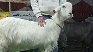 🐐المزاد الاول في الاردن🇯🇴 و العالم للماعز الشامي 🙏عروض مميزه جدا🐐ﷺ مدير المزاديحيى ابوجابر0791471347