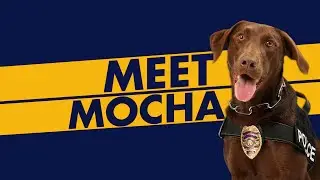 Meet Mocha: CAL FIRE's Arson Detection K9 with a Nose for Justice
