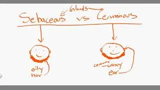 sebaceaous vs ceruminous