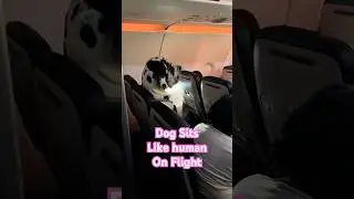 Dog Sits Upright Like Human While Traveling on Plane #Dogs #GreatDane #Plane
