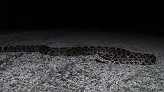 Herping in the Midwest: Finding Two Rare Snakes