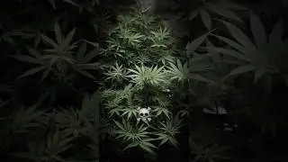 Vom Setzling zum Monster-Busch 🌱➡️🌳 | 78-Tage Pflanzen-Transformation #transformation #grow