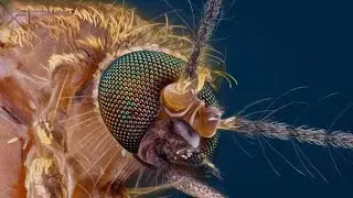 Microscopic View of Mosquito | Mosquito under Microscope