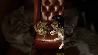 Family cats 🐈4..#asia #reels #america #yevropa #abdullohdomla #animals #islam #arabic #dubai #india