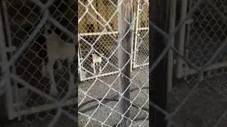 Deaf Senior Forgotten During Evacuations Was Trapped In Shelter Alone As Smoke [STORY BELOW]