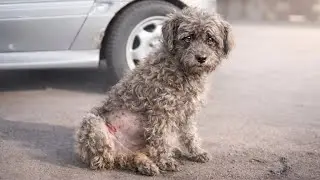 Dog Showed Her Wounds to Strangers at a Bus Station Begging for Help
