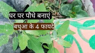 अगर कहीं दिखे ये जंगली पालक तो उखाड़ कर ना फेंके/Bathoo bathua or chinopodium care