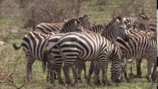 Group of Burchell's zebra running and standing in a group, Tanzania.