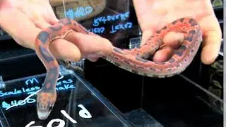 Scaleless Texas Rat Snake!