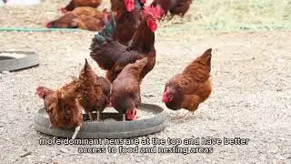 Complete information about hens|Chicken information|Hens farming