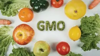 GMOs: KEY TO NIGERIA'S FOOD SECURITY OR RISKY EXPERIMENT?