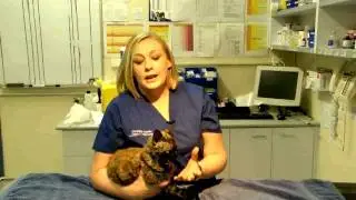 Sydney Pet Dentistry Introduction