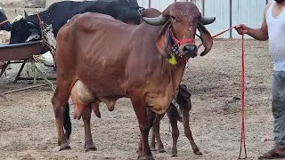 18 L gir cow female 18 लीटर प्रतिदिन दूध गिर गाय 94147-45465