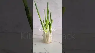 Kitchen Hack, green onions, and healing power of garlic #kitchenhacks #garlic #homegardening