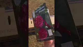 Heirloom Roses Unboxing 🌹 #roses #heirloomroses #heirloom #gardening