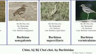 Chim, bộ Bộ Choi choi, họ Burhinidae burhinus bird capensis indicus senegalensis Charadriiformes