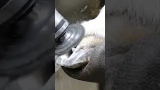 Auto Goat Hoof Trimmer &mdash; Toe Rounding Precision #GoatCare #PrecisionTrim #asmr