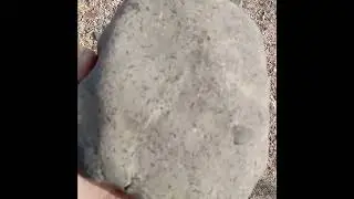 Lil fossil snails #fossils #nature #history #explorenm