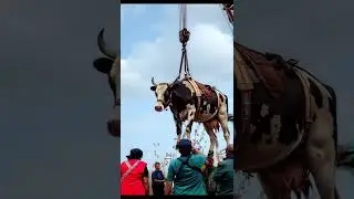 Dramatic Cow Airlift Rescue Stuns Onlookers | Amazing Animal Save