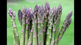 Asparagus- Rich Source of Folate for DNA, RNA and Metabolize Amino Acids Necessary for Cell Division