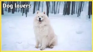 Very Quite pet dog 🐕 in enjoy snowfall || pet animal lover Tv