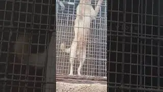 Lab dog status video Malayalam/pets video