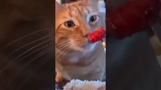 Lazy cat #dubai #automobile #ytdayibenionecikarnolur #edit #rocketleague