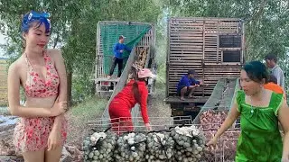 The exciting journey of a truck and boat carrying 100,000 ducks over 1,000km to a new field