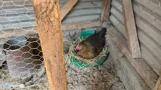 Farm Tour - Raising Healthy Animals #birds #farming #chicken 