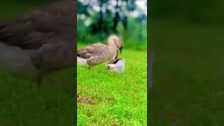 Cute Duck &hearts;️ #ytshorts  #youtube  #unfrez  #animals #cinematic