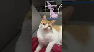 Qual pokemon &eacute; o Linu? #cat #catlover #cats #cutecat #funnycat #gato #gatos #gatosengra&ccedil;ados