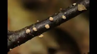 Nectria cinnabarina
