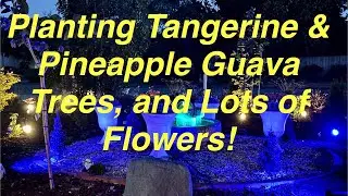 Pineapple Guava, Tangerine, Ageratum, Stardiva, Superbells, Superbena, Hibiscus and Ghost Fountain!