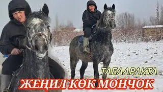 КУРЧ КӨК МОНЧОК💥 АҢ ДӨҢГӨ КАРАБАЙТ 