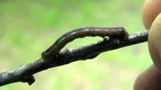 Geometrid Moth Caterpillar (Geometridae)