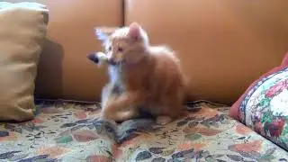 Dramatic cat murdering a mouse toy