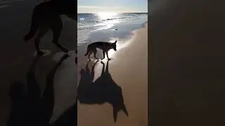 don't turn your back on a dingo....