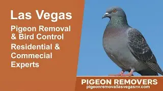 Las Vegas Pigeon Removal & Bird Control &ndash; Residential & Commercial Experts