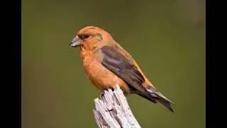 Scottish Crossbill sound