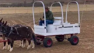 Mini Mules Sigfreid & Roy