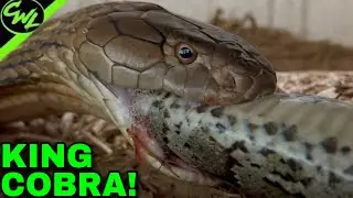 King Cobra EATS Python!!