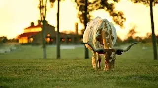 Look Video Feature // Timber Creek Ranch // Lake Cypress Springs, TX