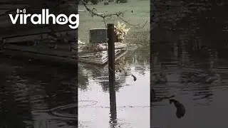 Hurricane Debby Floods Graveyard || ViralHog