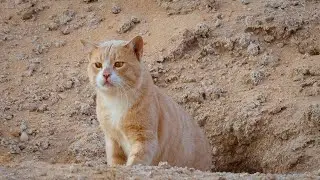 The Arabian Sand Cat, one of the desert&rsquo;s most elusive creatures.