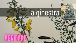 LA GINESTRA (Cytisus scoparius)