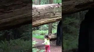 Speeder bike filming location #starwars #returnofthejedi #redwood