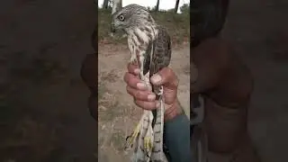 hawk head can't move 🦅😱 | Unseen Wildlife #shorts #hawk #viral #falcon