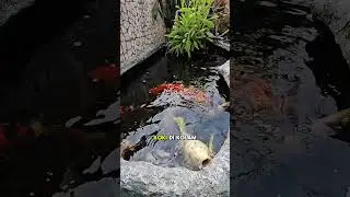 Feeding ornamental fish in the pond #ornamentalfish #fish #freshwaterornamentalfish