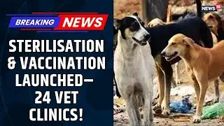 Delhi Govt Launches Mass Sterilisation, Vaccination Drive for Stray Dogs | Vet Clinics | Delhi News